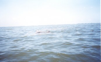 Dolphin looking at me.