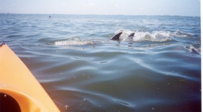 Dolphins swimming