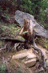 tree
