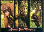 Orang Utan 2