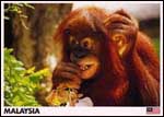 Orang Utan 4