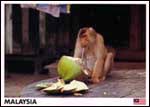 Monkey sipping coconut juice
