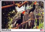 Rhinoceros Hornbill, Rare Bird