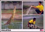 Crocodile farm in Langkawi Island