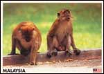 Monkeys available in abundance