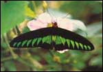 National Butterfly