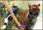 Tiger & Hornbill in Malaysian Jungle