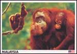 Orang Utan 5