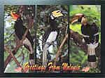 Hornbills of Malaysia
