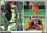 Rare & Exotic Wildlife - Rhinoceros, Hornbill, Malayan Tiger & O.Utan