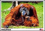 Orang Utan 5