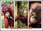 Orang Utan 1