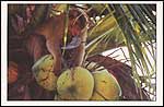 Monkey plucking coconuts