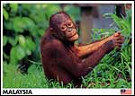 Monkey3