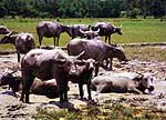 Buffaloes roaming in the padi field after the harvesting season