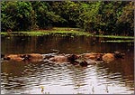 Buffaloes cooling off in a pond - Kuala Rompin, Pahang