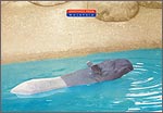 A Tapir cooling off on a humid day (Display Only)