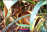 Mousedeer 'kancil' is the world's smallest deer & a protected species (Display Only)