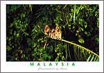 2views of Orang Utan & 2views of Hornbill bird