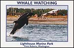 Whale Watching: Lighthouse Marine Park