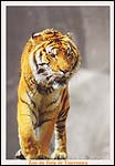 Tiger: Rangoon