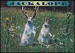 Jackalope
