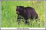 Whistler Black Bear