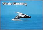 Whale 