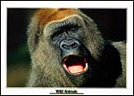 Gorilla