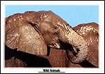 Elephants