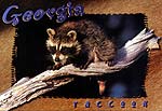 Raccoon2
