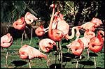 The Wedding Party - Caribbean (American) Flamingos