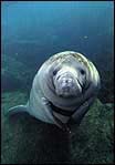 The Manatee