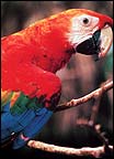Parrot2