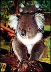 Koala4