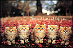 Cats
