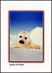 Sea Lion
