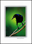 Crow