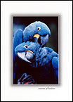 Parrots2