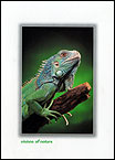 Iguana