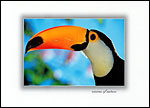 Hornbill2
