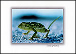 Lizard