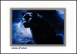 Black Panther
