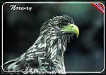 Eagle 