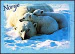 Polar Bear 2