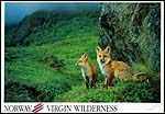 Foxes
