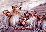 Monkeys in Thailand