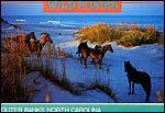 Wild Ponies - Outer Banks, N.Carolina