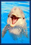 Dolphin1