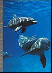 Dolphins2
